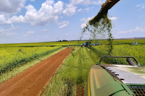 Biofumigação combate pragas e promove a regeneração do solo