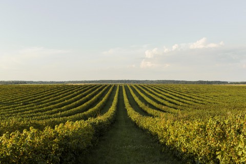 Brasil expande área tratada com defensivos agrícolas em 10,5% em 2023, segundo pesquisa encomendada pelo Sindiveg