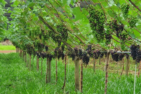 Produtor inova com integração de braquiária no sistema de cultivo de uvas gourmet