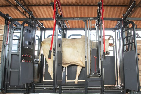 Equipamento de contenção auxilia pecuaristas na otimização do manejo bovino