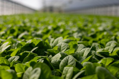 Insumos verdes são demanda crescente no agronegócio