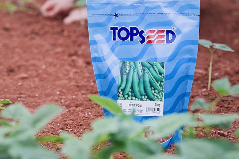 Topseed: 60 anos contribuindo com a evolução da agricultura brasileira