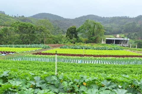 Sakata lança "Vem pro Campo" para impulsionar o conhecimento e a inovação em hortaliças regionalmente