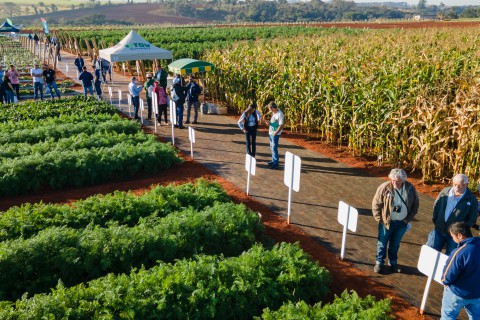 Dia de Campo da Agristar aquece mercado brasileiro de horticultura