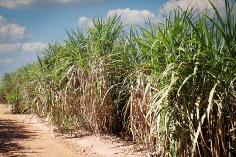 Irrigação por gotejamento pode dobrar a produção do canavial