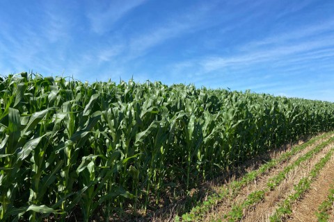 Agronegócio paranaense ganha protagonismo no cenário nacional e global