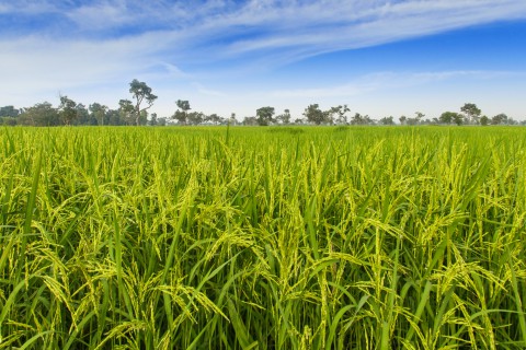 Com previsão de crescimento da área de arroz na safra 2024/2025, agricultores devem ficam em alerta para controle de gramíneas