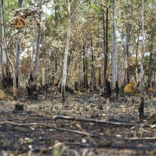 Cerrado: de janeiro a julho, bioma teve 500 mil hectares desmatados